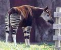 An Okapi